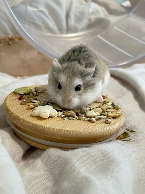 Roborovski Hamster