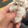 Roborovski Hamster