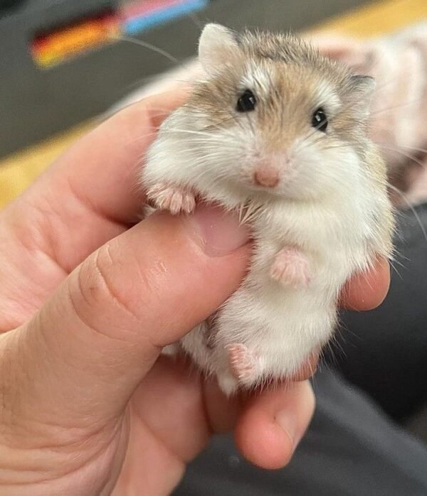 Roborovski Hamster