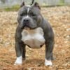 English Bulldog