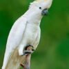 Cockatoo Parrot