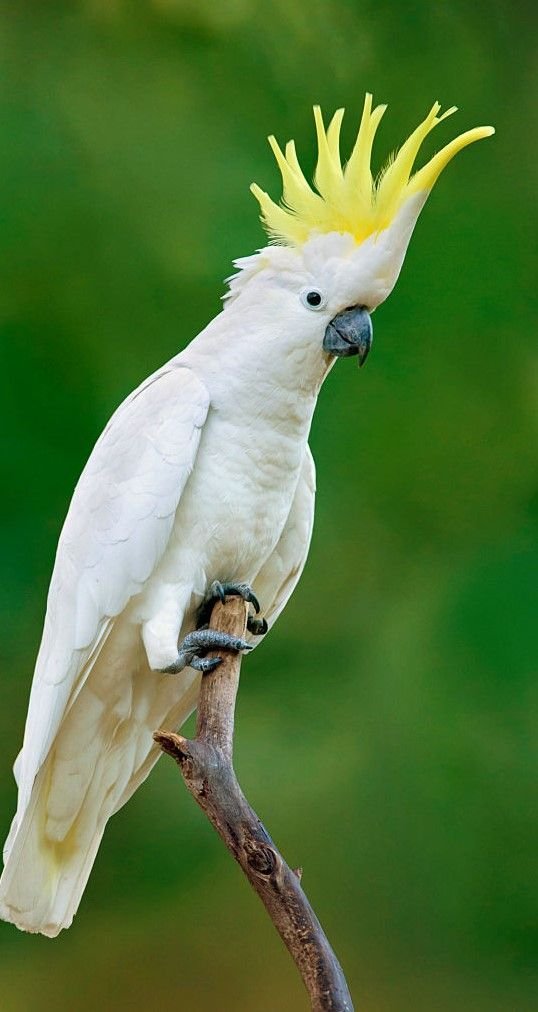 Cockatoo Parrot