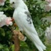 Cockatiel