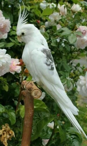 Cockatiel