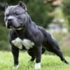 English Bulldog