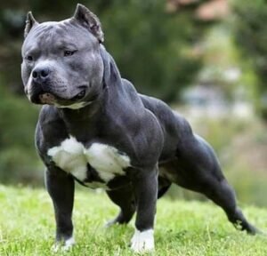 English Bulldog