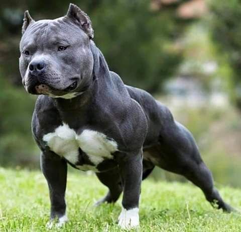 English Bulldog