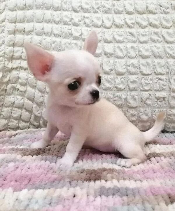 Chihuahua