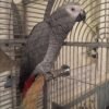 African Grey Parrot