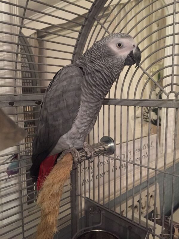 African Grey Parrot