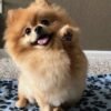 Pomeranian