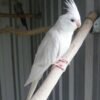 Cockatiel