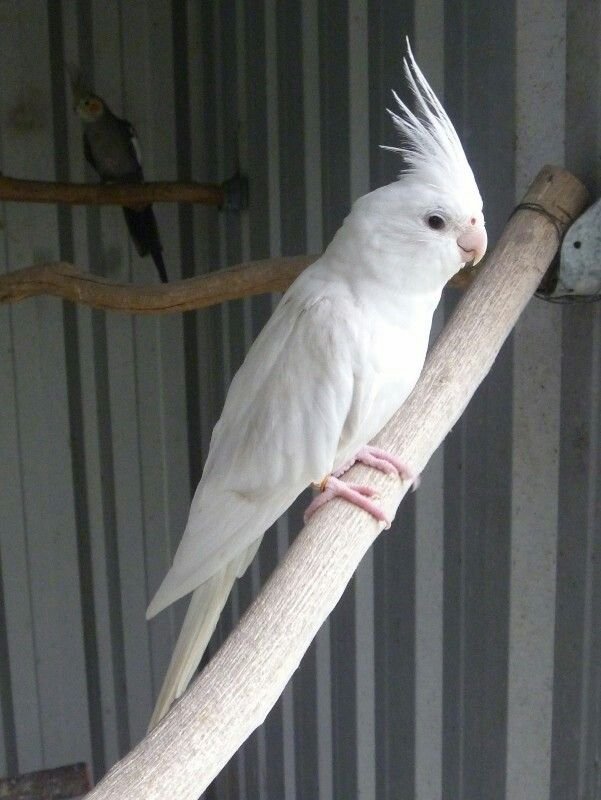 Cockatiel