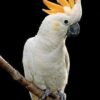 Cockatoo Parrot