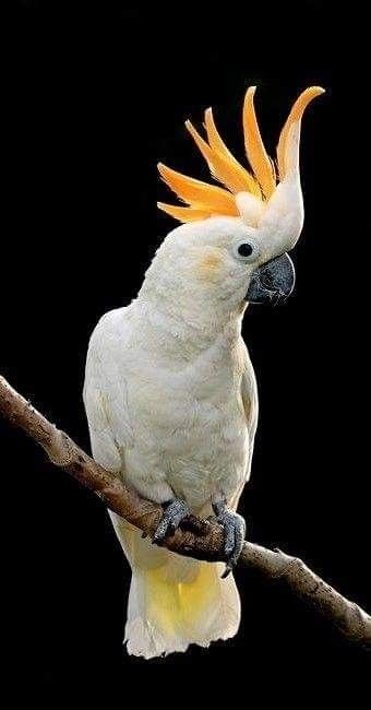 Cockatoo Parrot