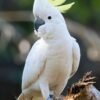 Cockatoo Parrot