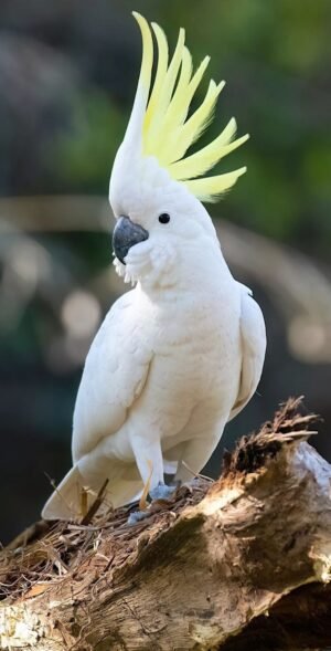 Cockatoo Parrot