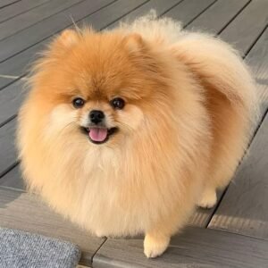 Pomeranian