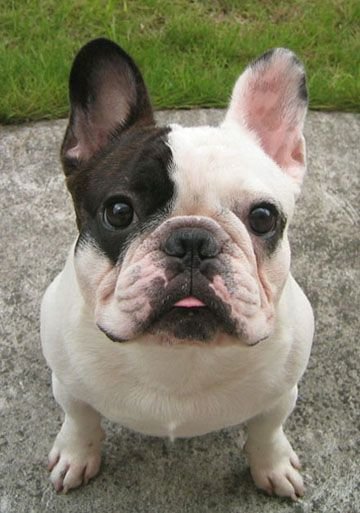 French Bulldog