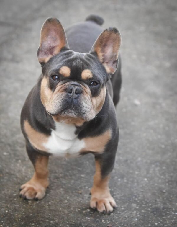 French Bulldog